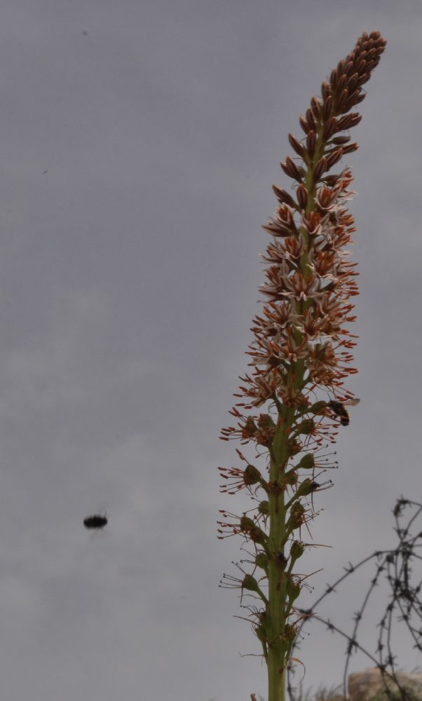 Asphodelaceae Eremurus spectabilis