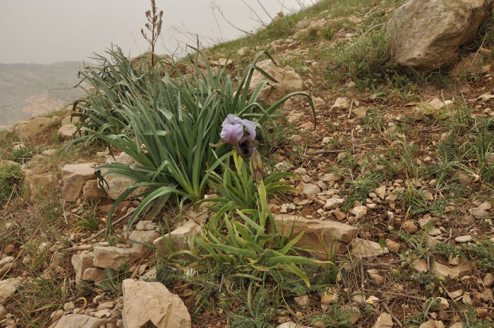 Iridaceae Iris westii