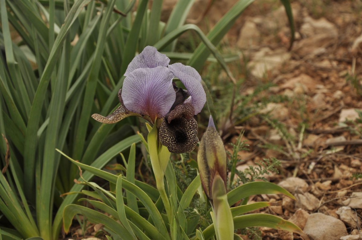 Iridaceae Iris westii