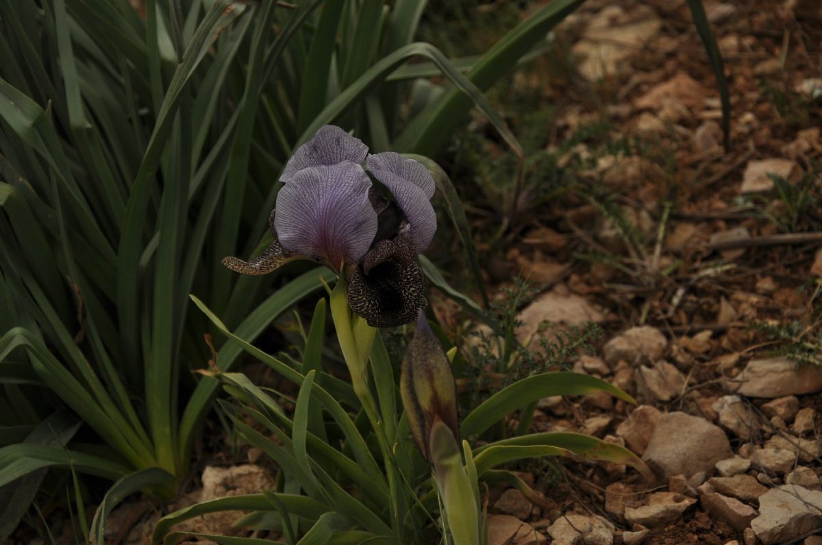 Iridaceae Iris westii