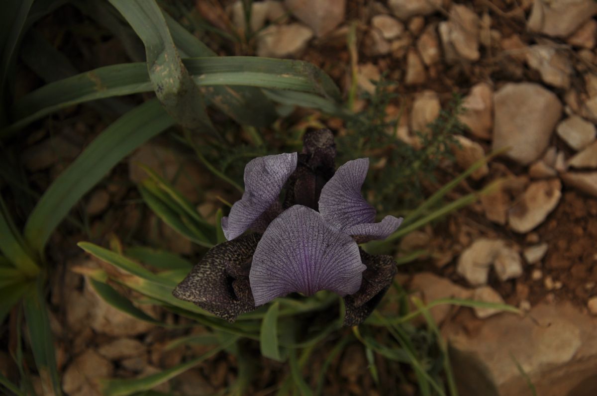 Iridaceae Iris westii