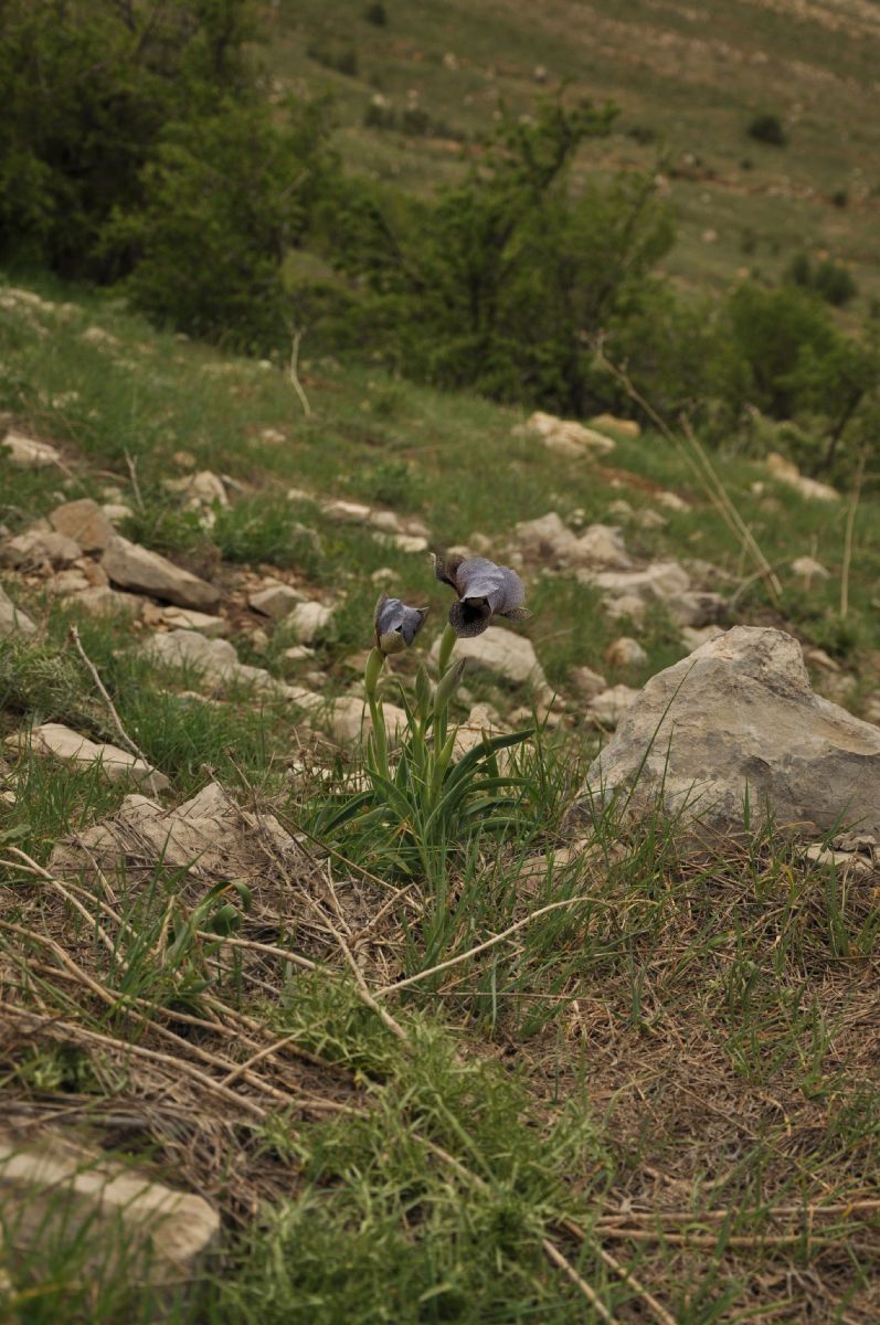 Iridaceae Iris westii