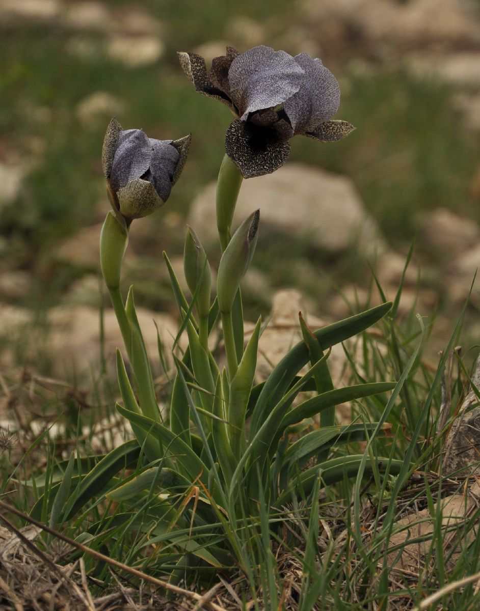 Iridaceae Iris westii