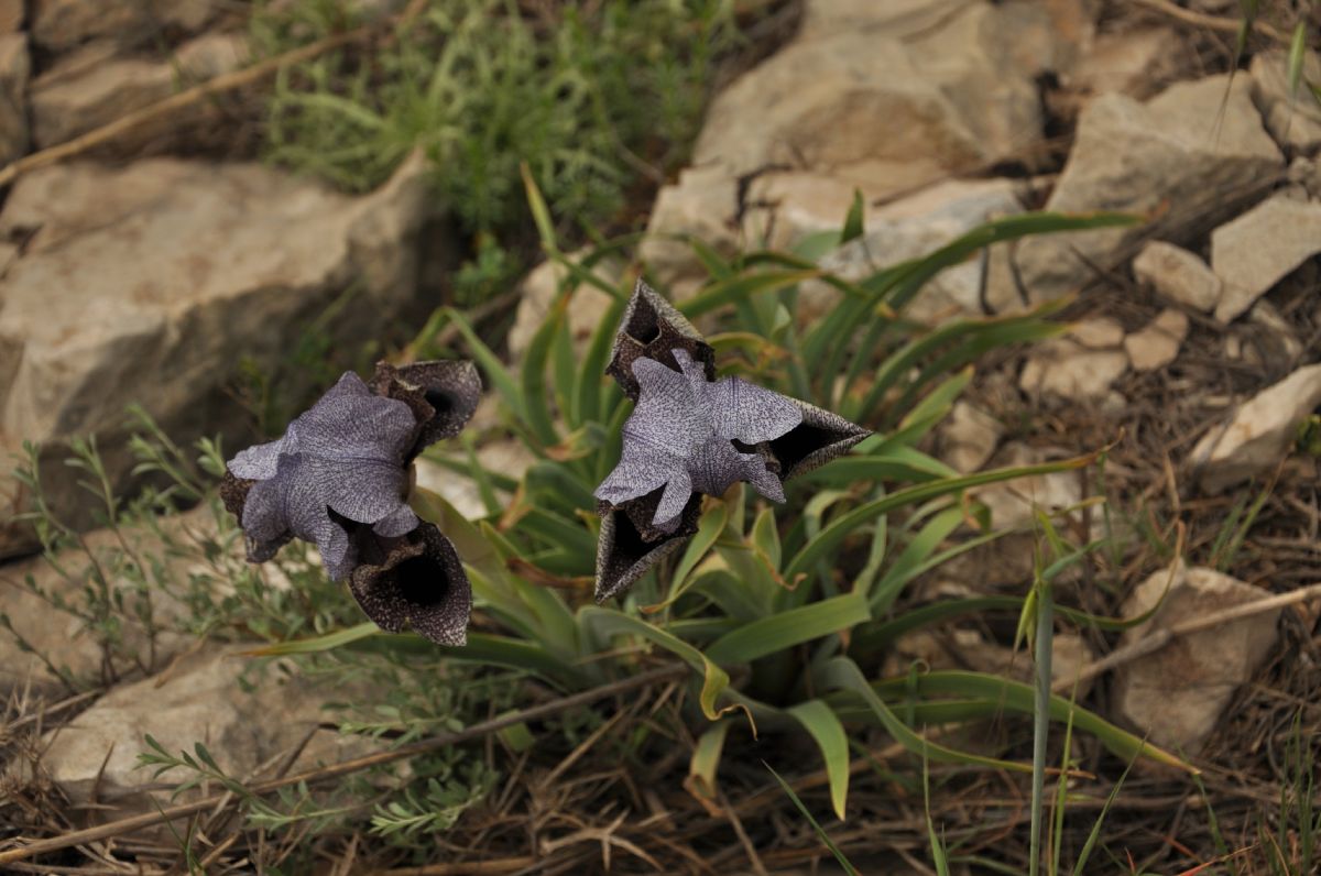 Iridaceae Iris westii