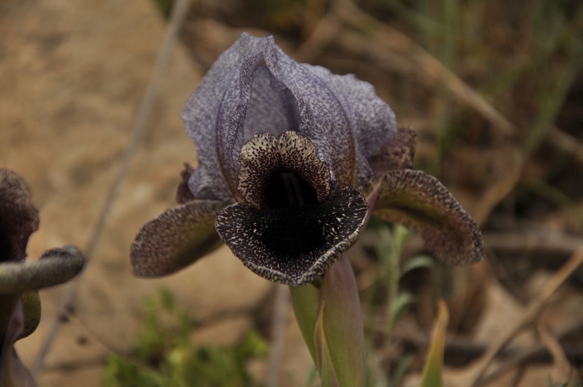 Iridaceae Iris westii