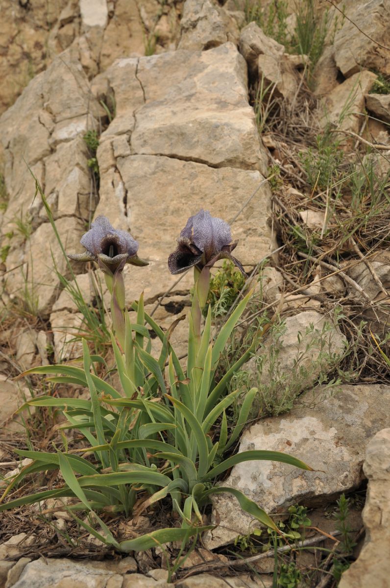 Iridaceae Iris westii