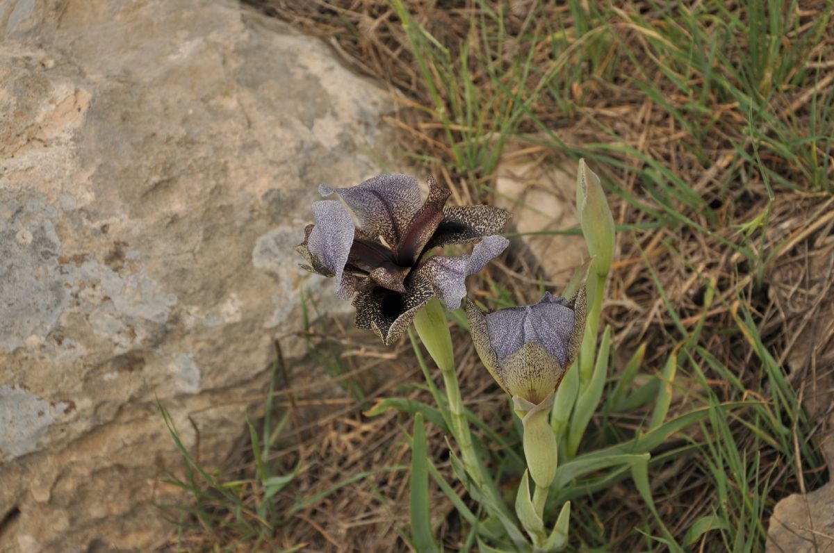 Iridaceae Iris westii