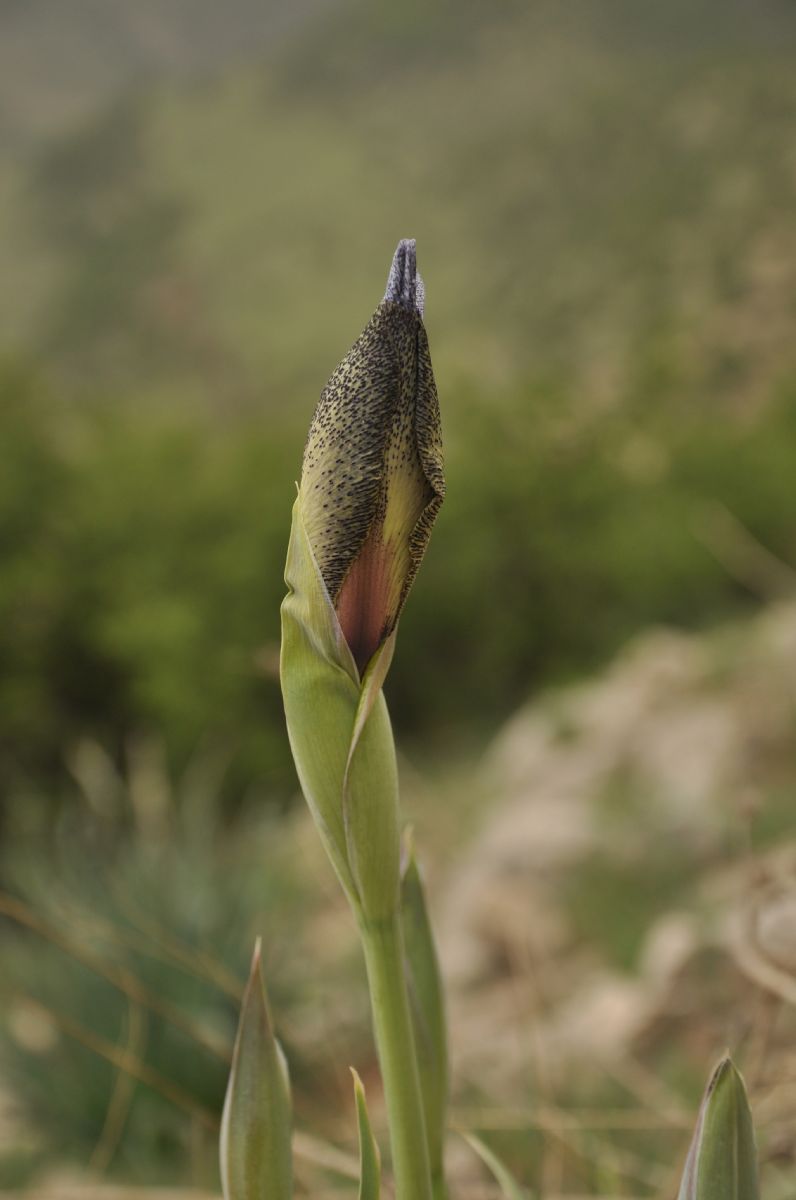 Iridaceae Iris westii