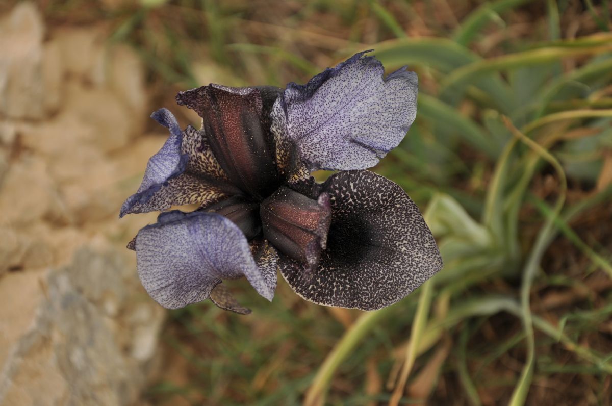 Iridaceae Iris westii