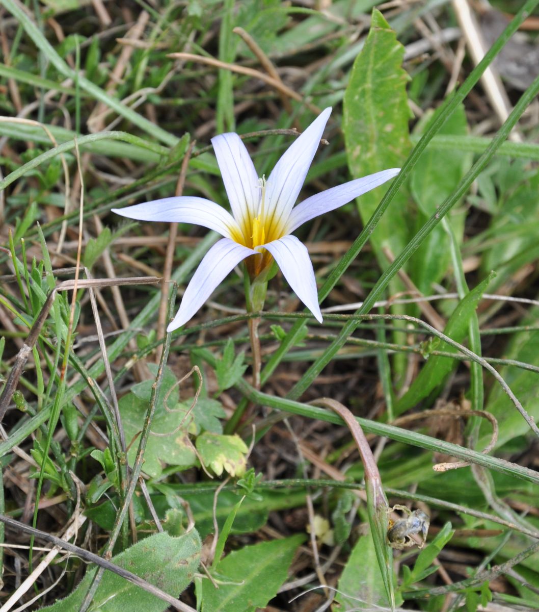 Iridaceae Romulea nivalis