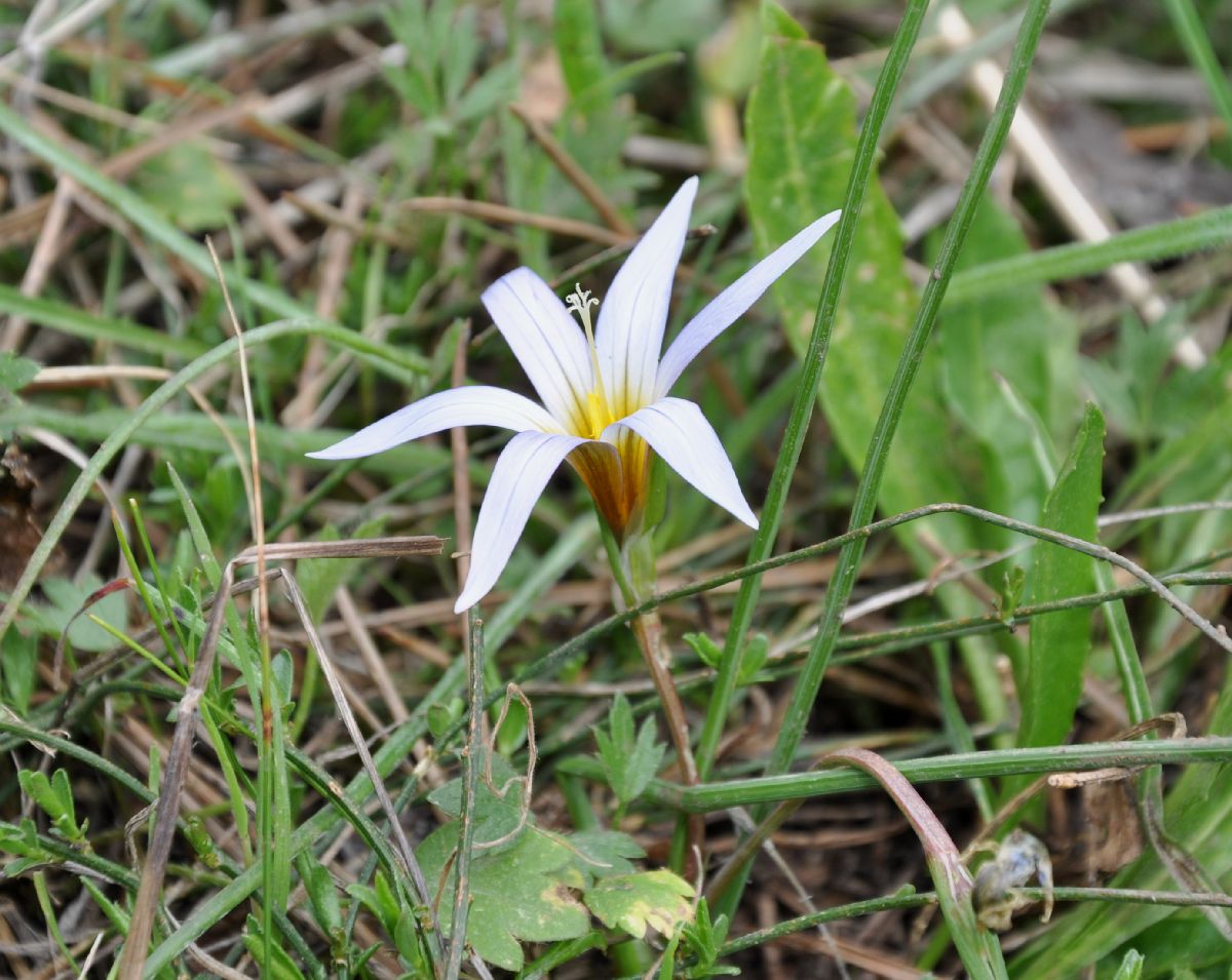 Iridaceae Romulea nivalis