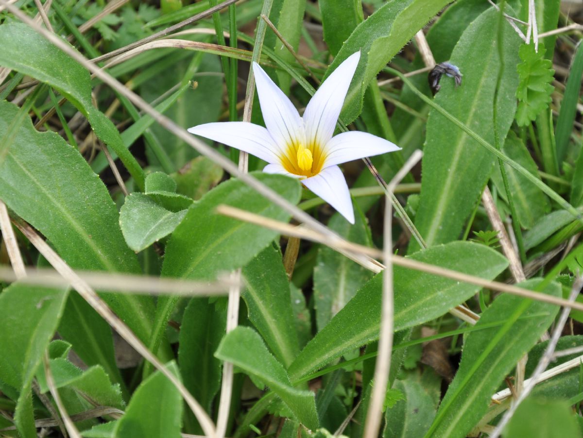 Iridaceae Romulea nivalis