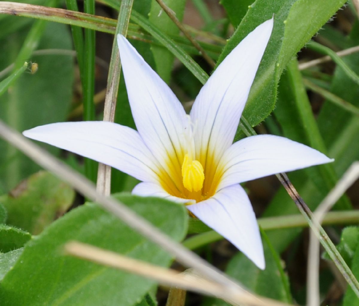 Iridaceae Romulea nivalis