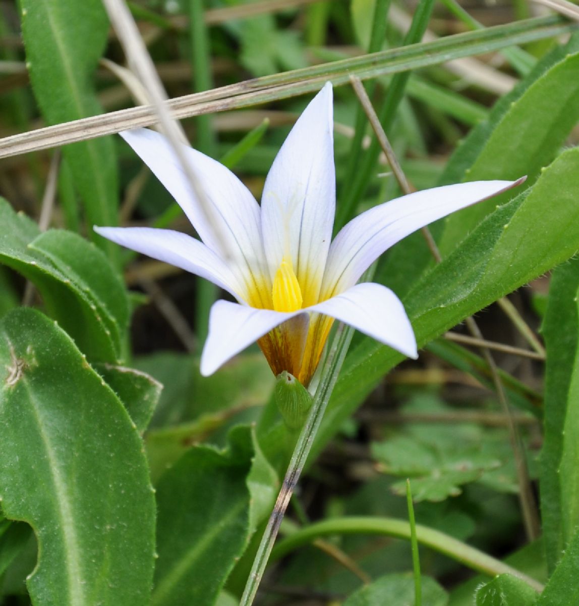 Iridaceae Romulea nivalis