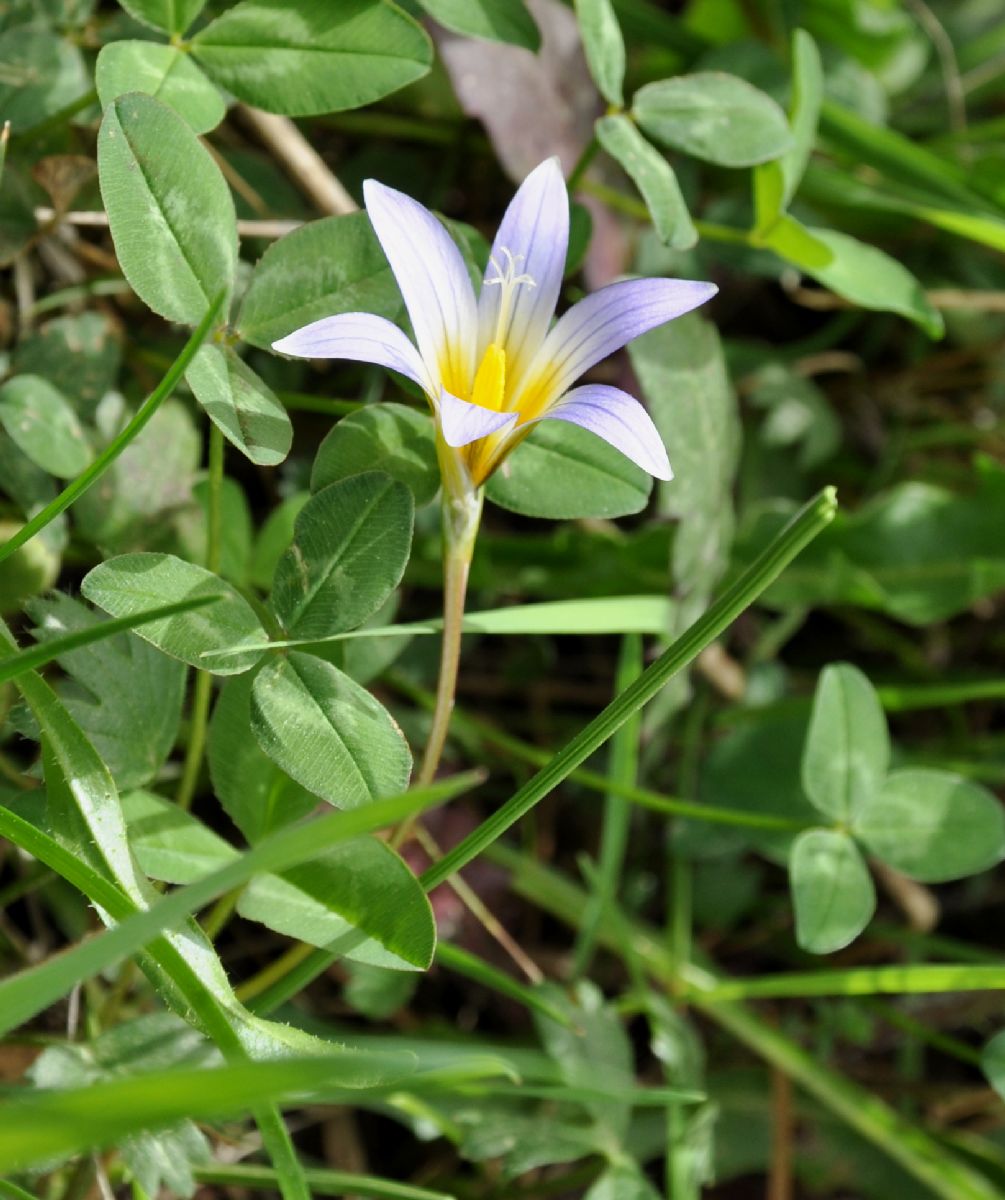 Iridaceae Romulea nivalis