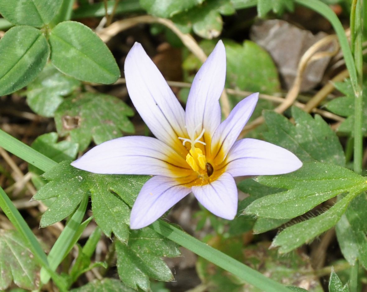 Iridaceae Romulea nivalis