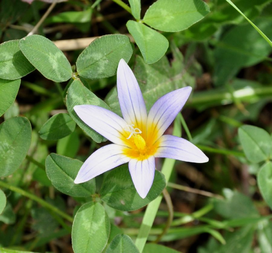 Iridaceae Romulea nivalis