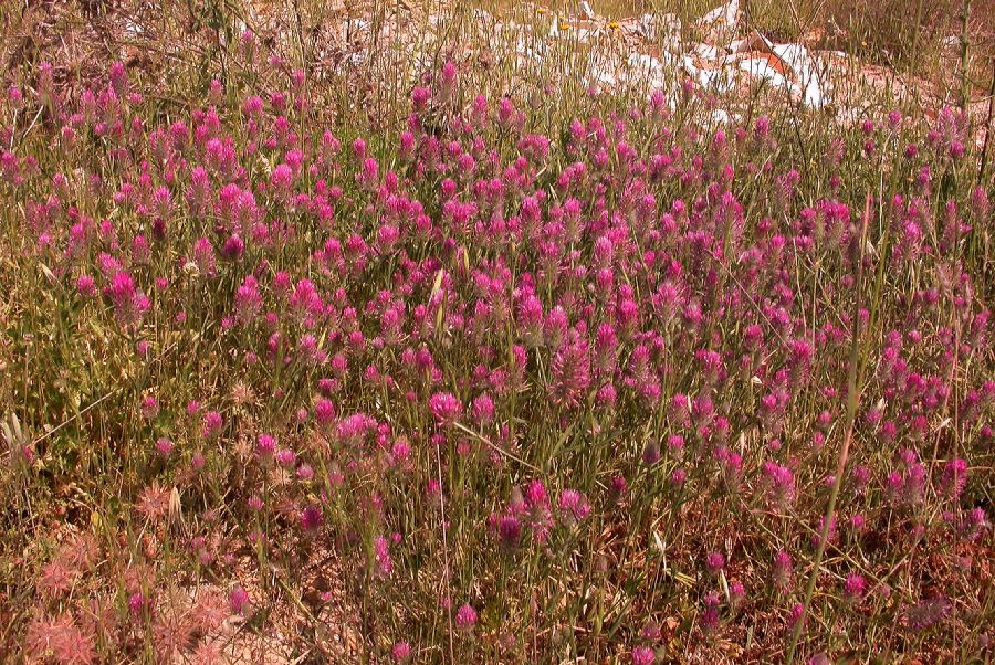 Fabaceae Trifolium purpureum