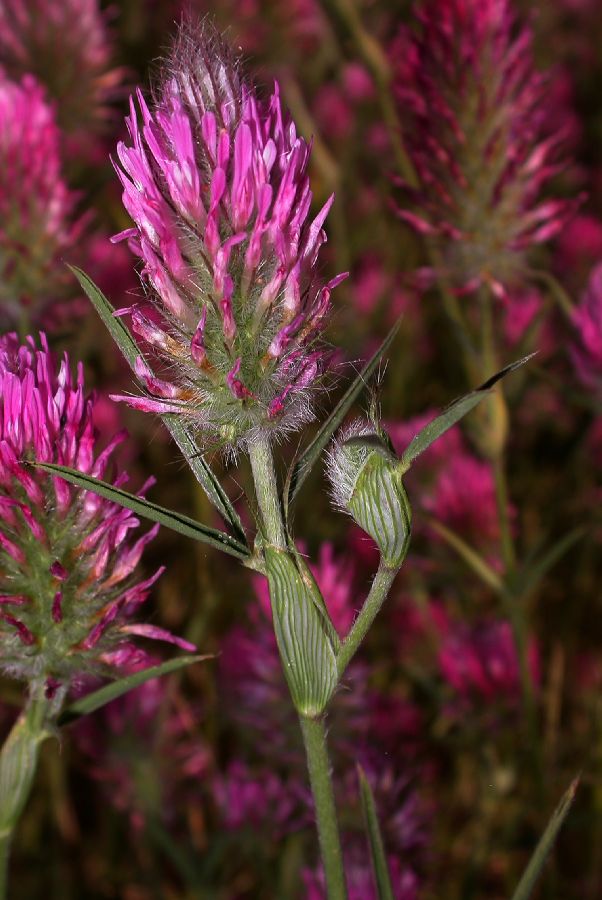 Fabaceae Trifolium purpureum