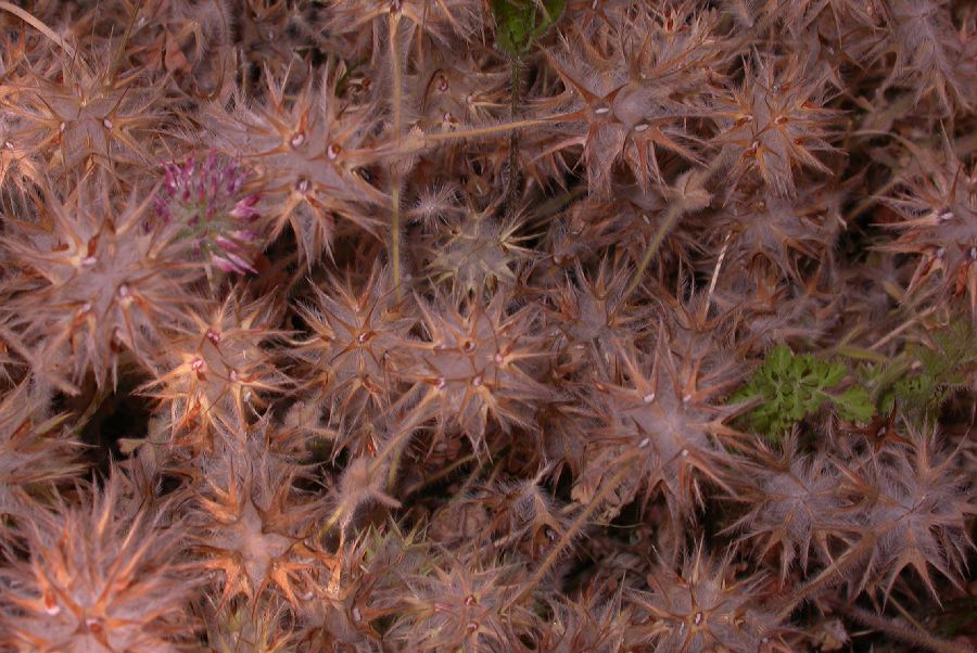 Fabaceae Trifolium stellatum