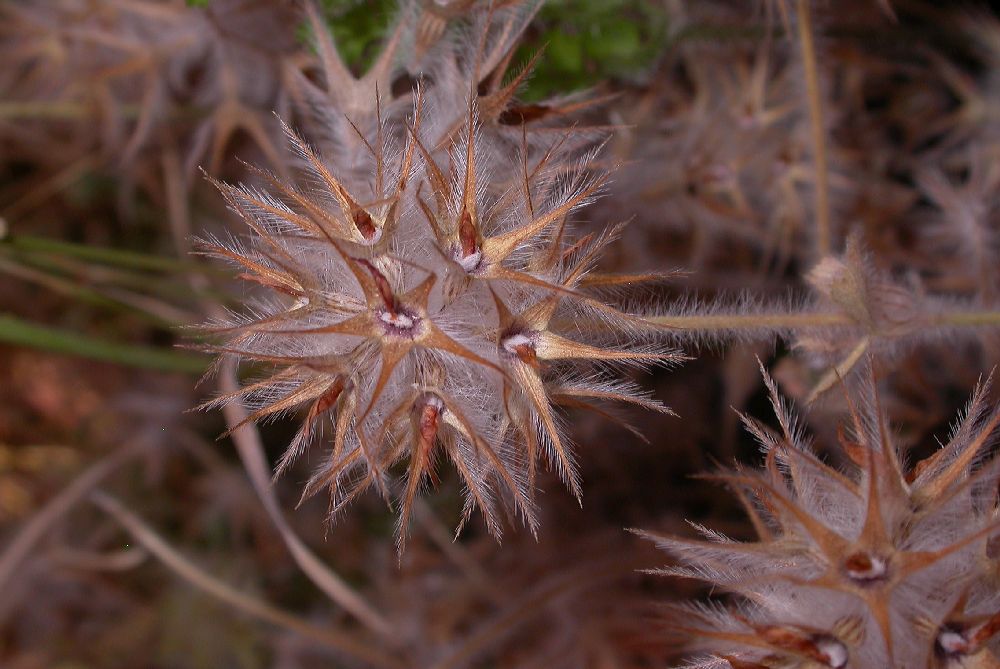 Fabaceae Trifolium stellatum