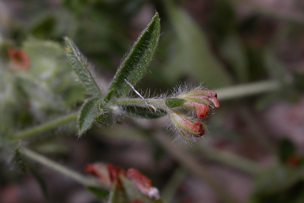 Fabaceae Hymenocarpos circinatus