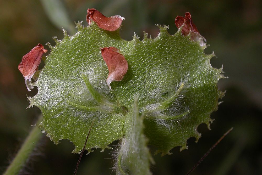 Fabaceae Hymenocarpos circinatus