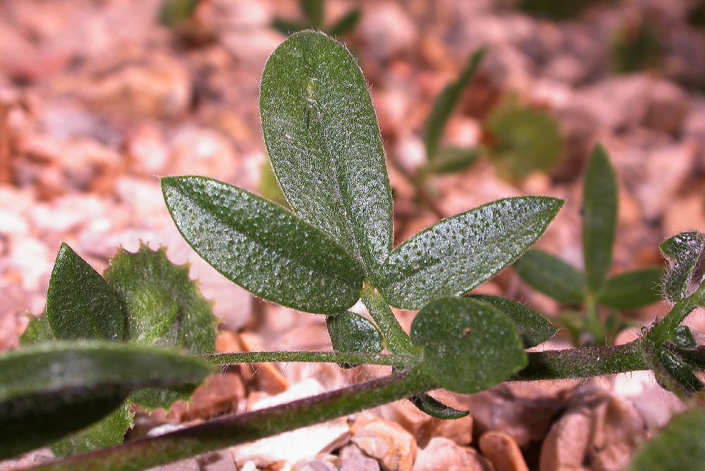 Fabaceae Hymenocarpos circinatus