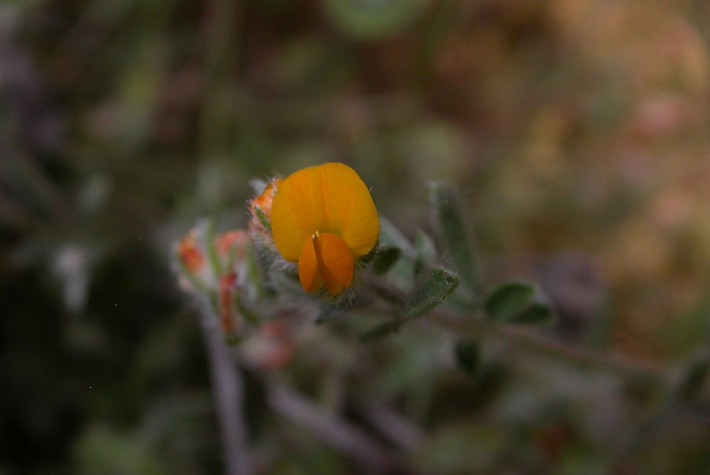 Fabaceae Hymenocarpos circinatus