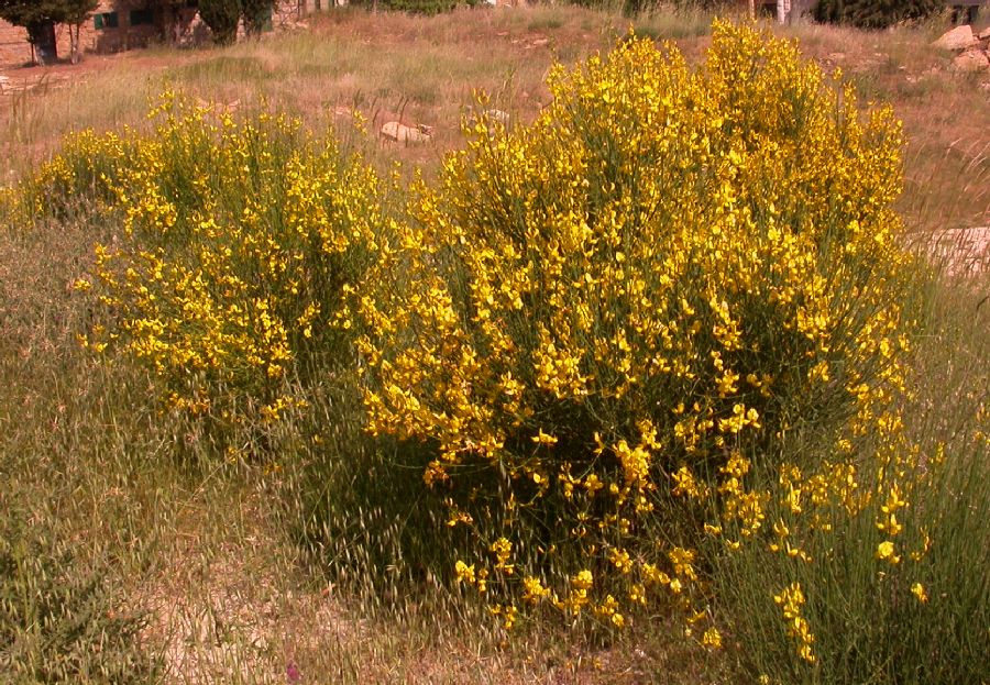 Fabaceae Spartium junceum