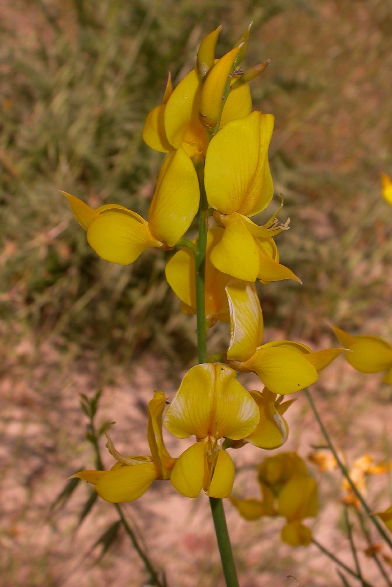 Fabaceae Spartium junceum