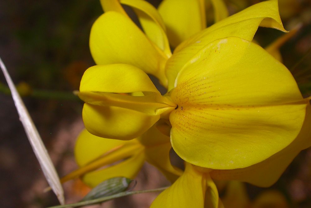 Fabaceae Spartium junceum