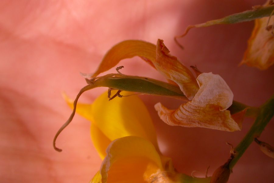 Fabaceae Spartium junceum