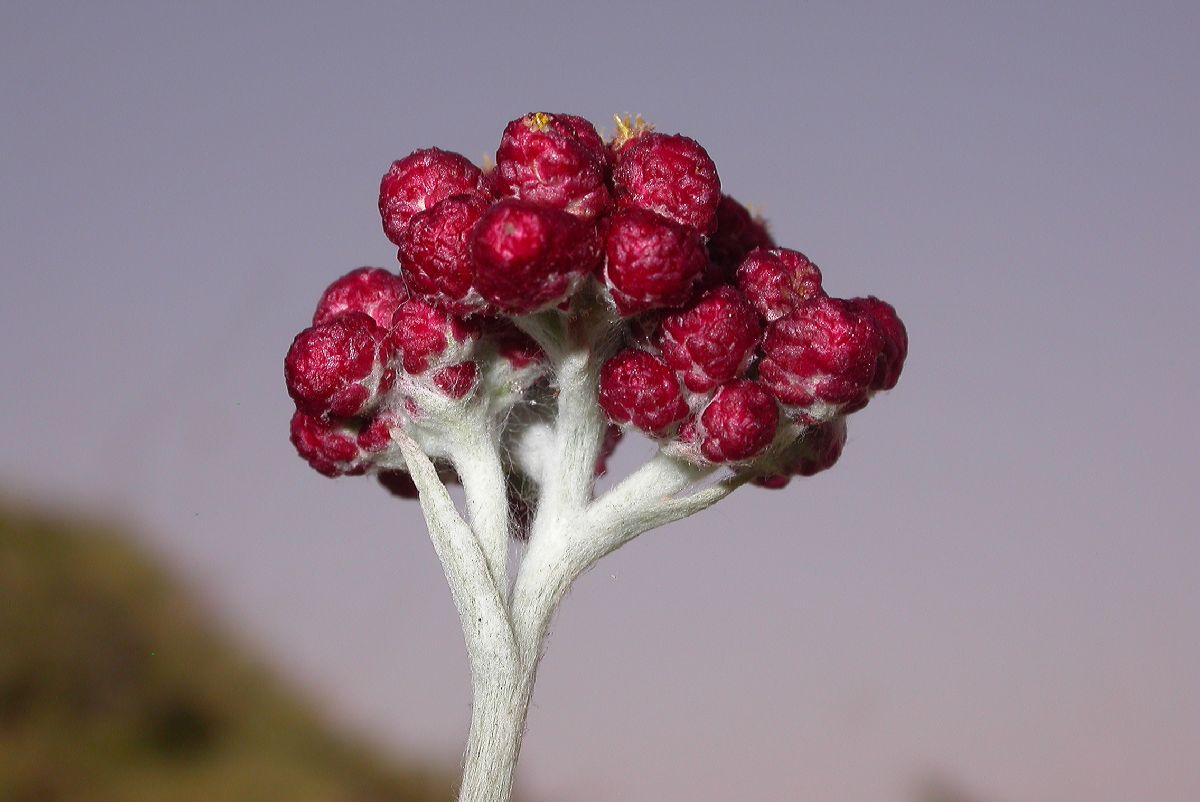 Asteraceae Helichrysum sanguineum