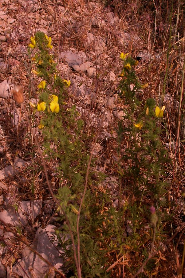 Fabaceae Ononis natrix