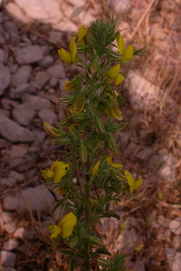 Fabaceae Ononis natrix