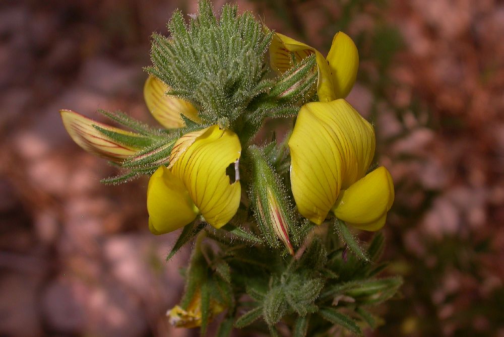 Fabaceae Ononis natrix