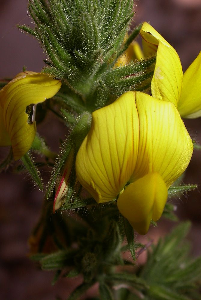 Fabaceae Ononis natrix