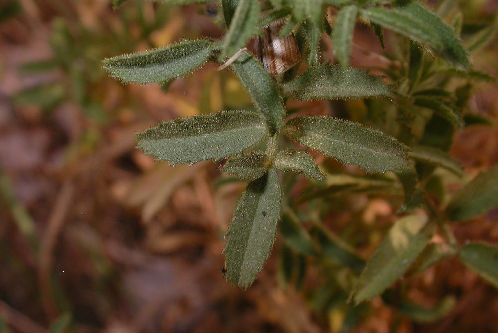 Fabaceae Ononis natrix