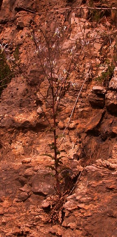 Campanulaceae Michauxia campanuloides