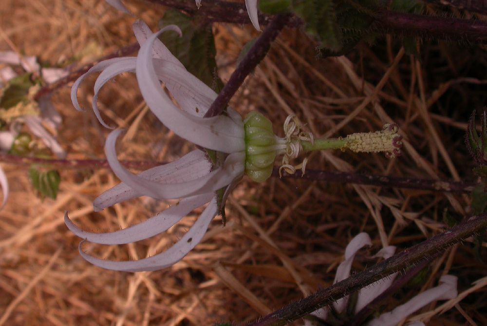 Campanulaceae Michauxia campanuloides