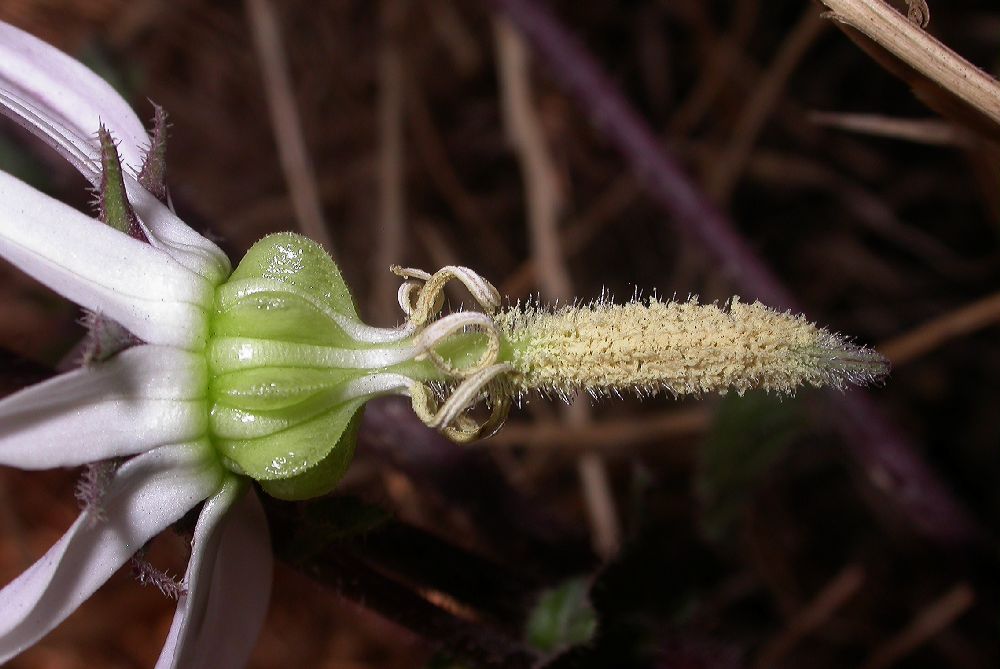 Campanulaceae Michauxia campanuloides
