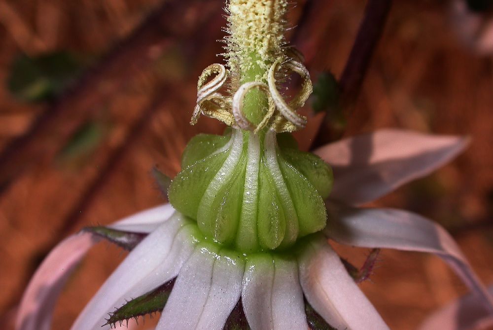 Campanulaceae Michauxia campanuloides