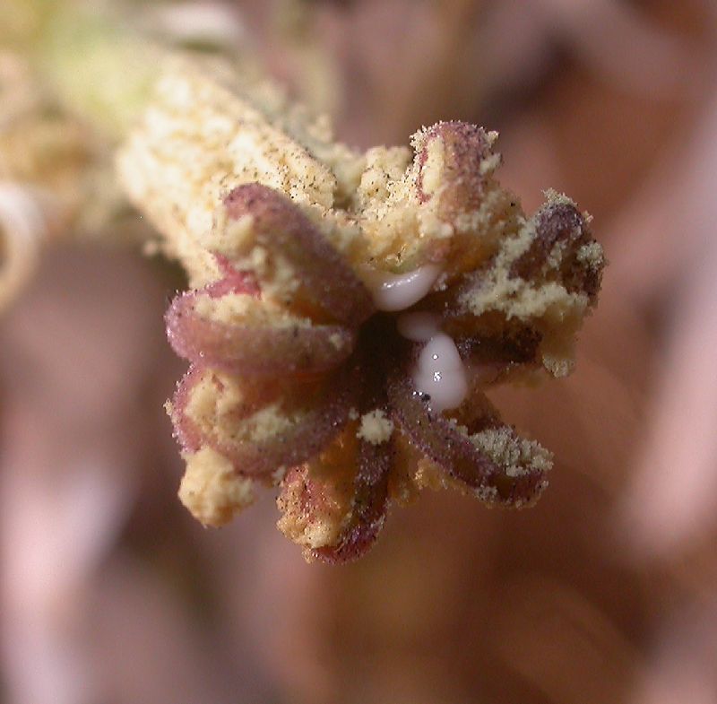 Campanulaceae Michauxia campanuloides