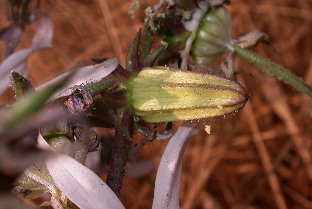 Campanulaceae Michauxia campanuloides