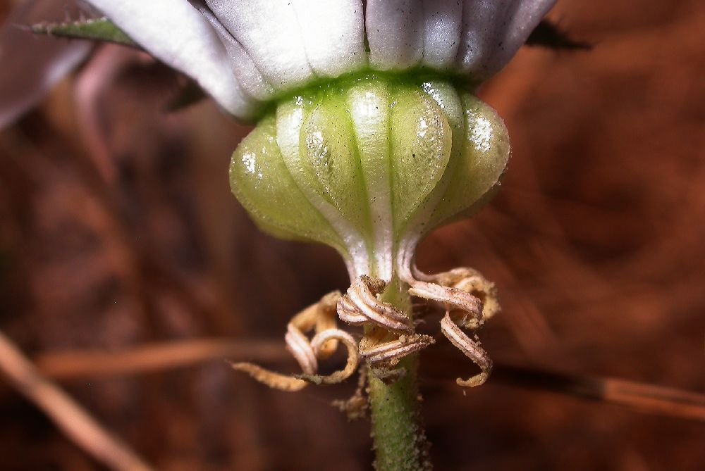 Campanulaceae Michauxia campanuloides