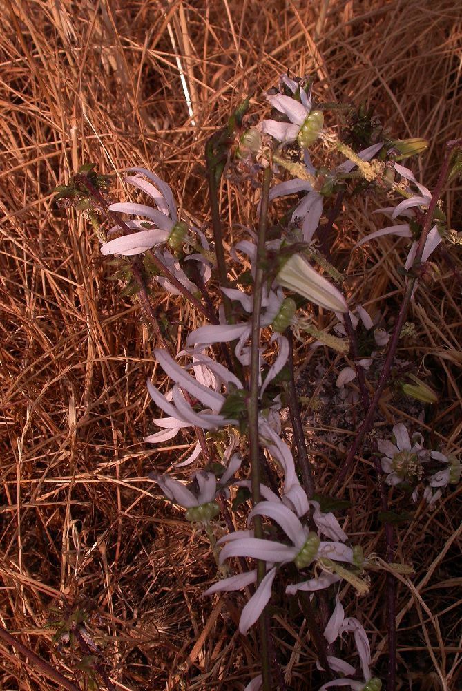 Campanulaceae Michauxia campanuloides