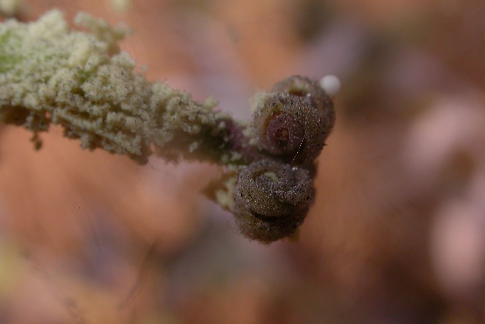 Campanulaceae Michauxia campanuloides