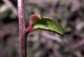 image of Prunus mongolica