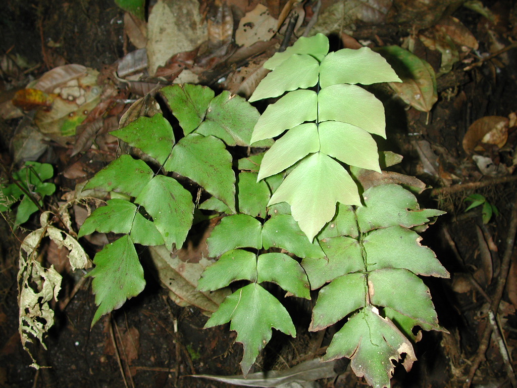 Pteridaceae Adiantum macrophyllum